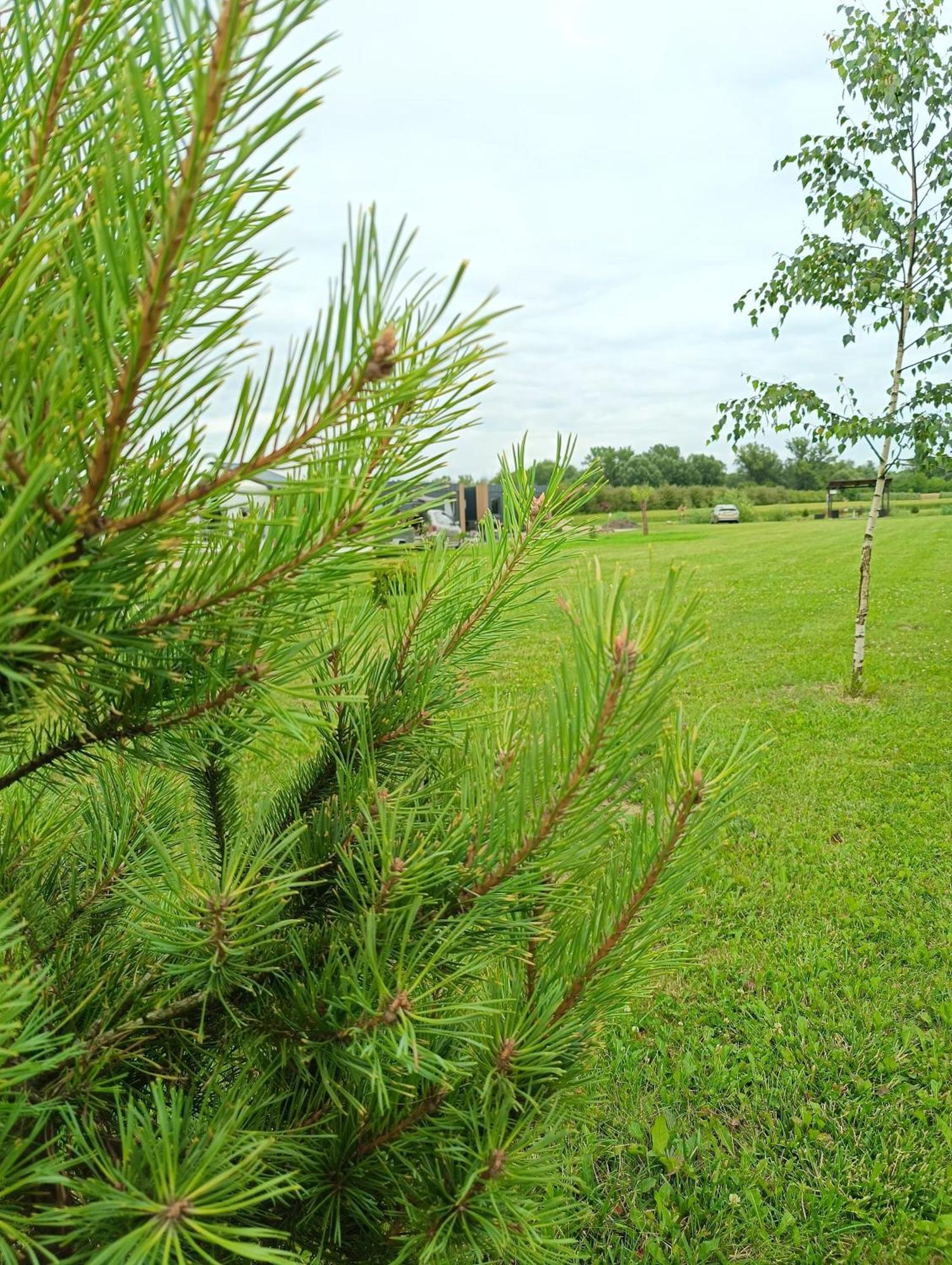 Ostoja Czersk Gora Kalwaria Zamek Krolowej Bony Domki Caloroczne Bagian luar foto