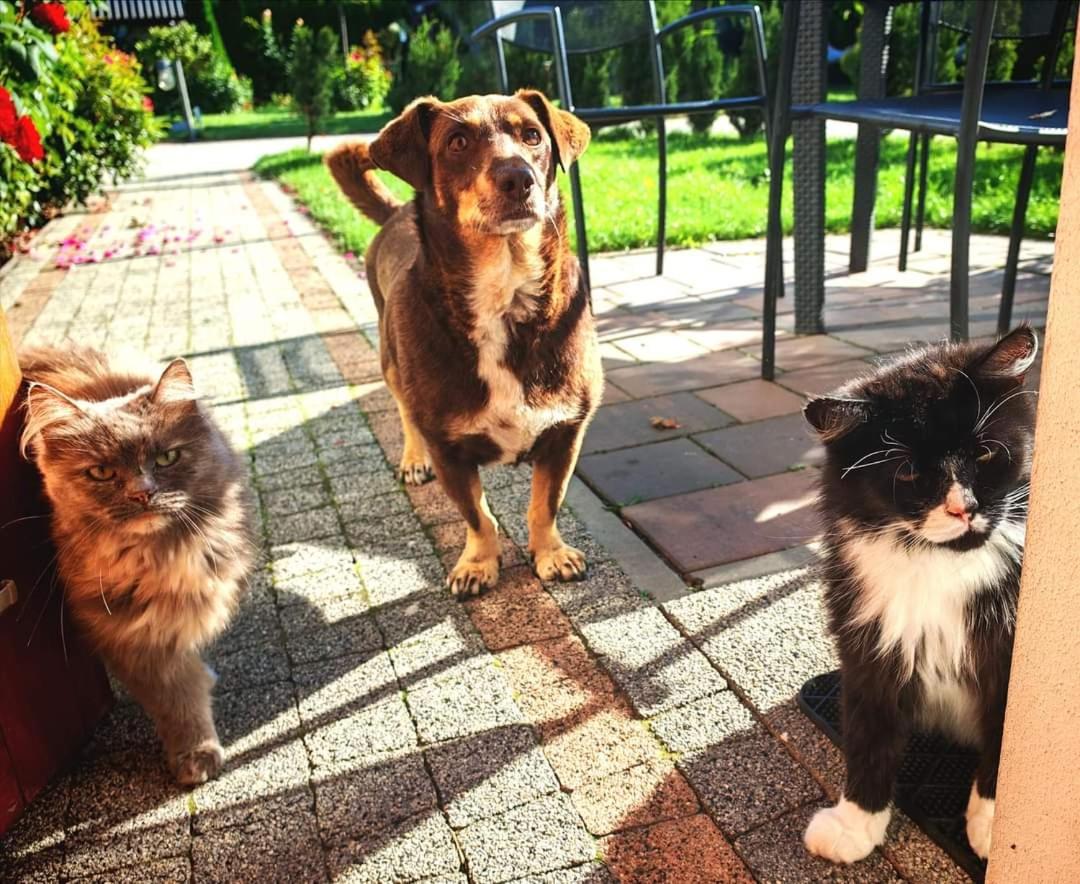 Ostoja Czersk Gora Kalwaria Zamek Krolowej Bony Domki Caloroczne Bagian luar foto